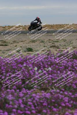 media/Jan-14-2023-SoCal Trackdays (Sat) [[497694156f]]/Turn 14 Exit Bloomig (145pm)/
